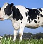 Image result for Cow Mouth