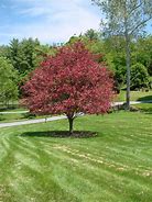 Image result for Fagus sylvatica Tricolor