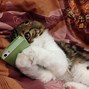 Image result for Crazy Cat Hilarious