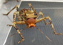 Image result for Armored Cricket