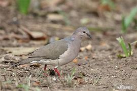 Image result for Geotrygon Columbidae