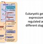 Image result for Eukaryotic Gene Regulation