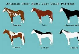 Image result for Paint Horse Patterns