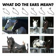 Image result for Horse Ear Signals