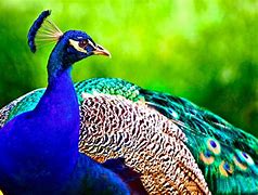 Image result for Real Peacock