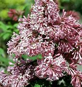 Image result for SYRINGA PREST. MISS CANADA