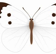 Image result for White Butterflies Clip Art