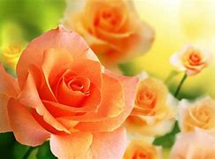 Image result for Pink Rose iPhone 5