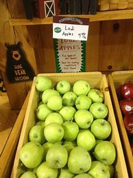 Image result for lodi apples trees seedlings