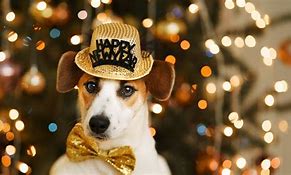 Image result for New Year Dog PFP