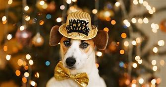 Image result for Dog New Year's Eve