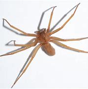 Image result for Show Picture of Brown Recluse Spider