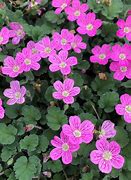 Image result for Erodium x variabile William Bishop