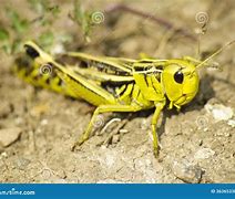 Image result for Cricket Bug Images