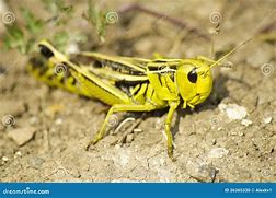 Image result for Cricket