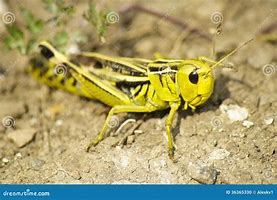 Image result for Cricket Chirp