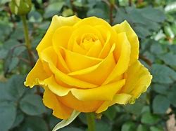 Image result for NubileOnes Rose