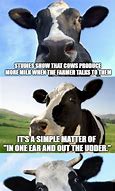 Image result for Cow Drinking Milk Meme