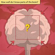 Image result for Brain Map Parts