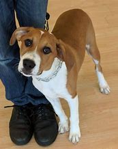 Image result for Beagle Bull Mix