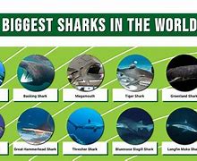 Image result for World's Largest Shark