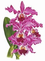 Image result for iPhone Wallpaper Orchid