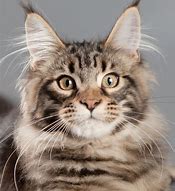 Image result for Moon Cat Breed