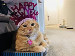 Image result for Funny Happy New Year Kittens