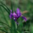 Image result for Iris Flower Meaning