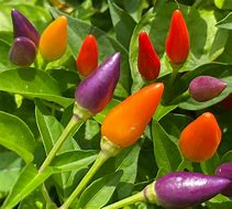 Image result for Peppers with Rainbow Color