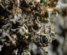 Image result for Glittering Wood Moss