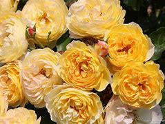 Image result for Montcy Cheverny Rose
