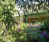 Image result for Heilala Guest House Tonga