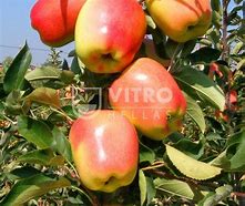 Image result for Pink Gold Restaurant Apple Tree