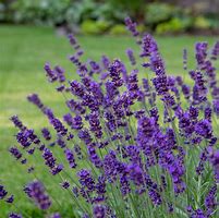 Image result for Lavandula angustifolia Hidcote