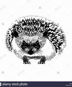 Image result for Hedgehog Black and White