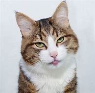 Image result for Sassy Looking Cat