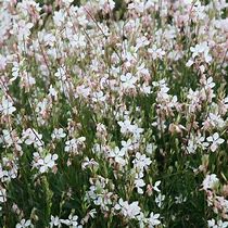 Image result for Gaura lindheimeri Short Form