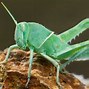 Image result for Grasshopper Cartoon