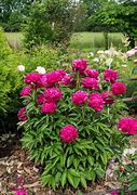 Image result for Paeonia big ben