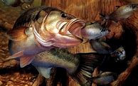 Image result for Fish Wallpaper for iPhone