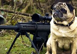 Image result for Dog Holding a Gun at a Human