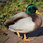Image result for World's Smallest Duck