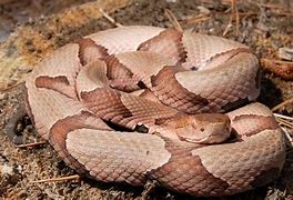 Image result for Most Poisonous Snake in Georgia
