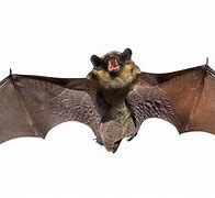 Image result for Bat Bumping into Walls Transparent