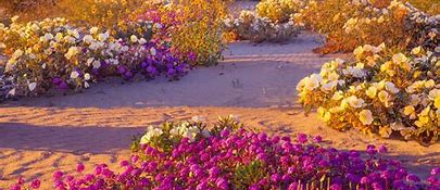 Image result for Blooming Desert