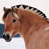 Image result for Black Fjord Horse