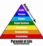 Image result for Biology Models and Charts