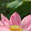 Image result for Lotus Flower Phone Wallpaper