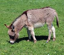 Image result for Donkey Names